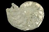 Pyritized Ammonite (Pleuroceras) Fossil - Germany #125387-1